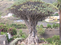Tenerife 2005 2 33
